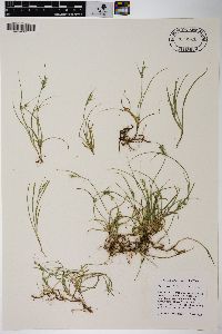 Carex inversa image