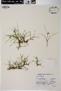 Carex inversa image