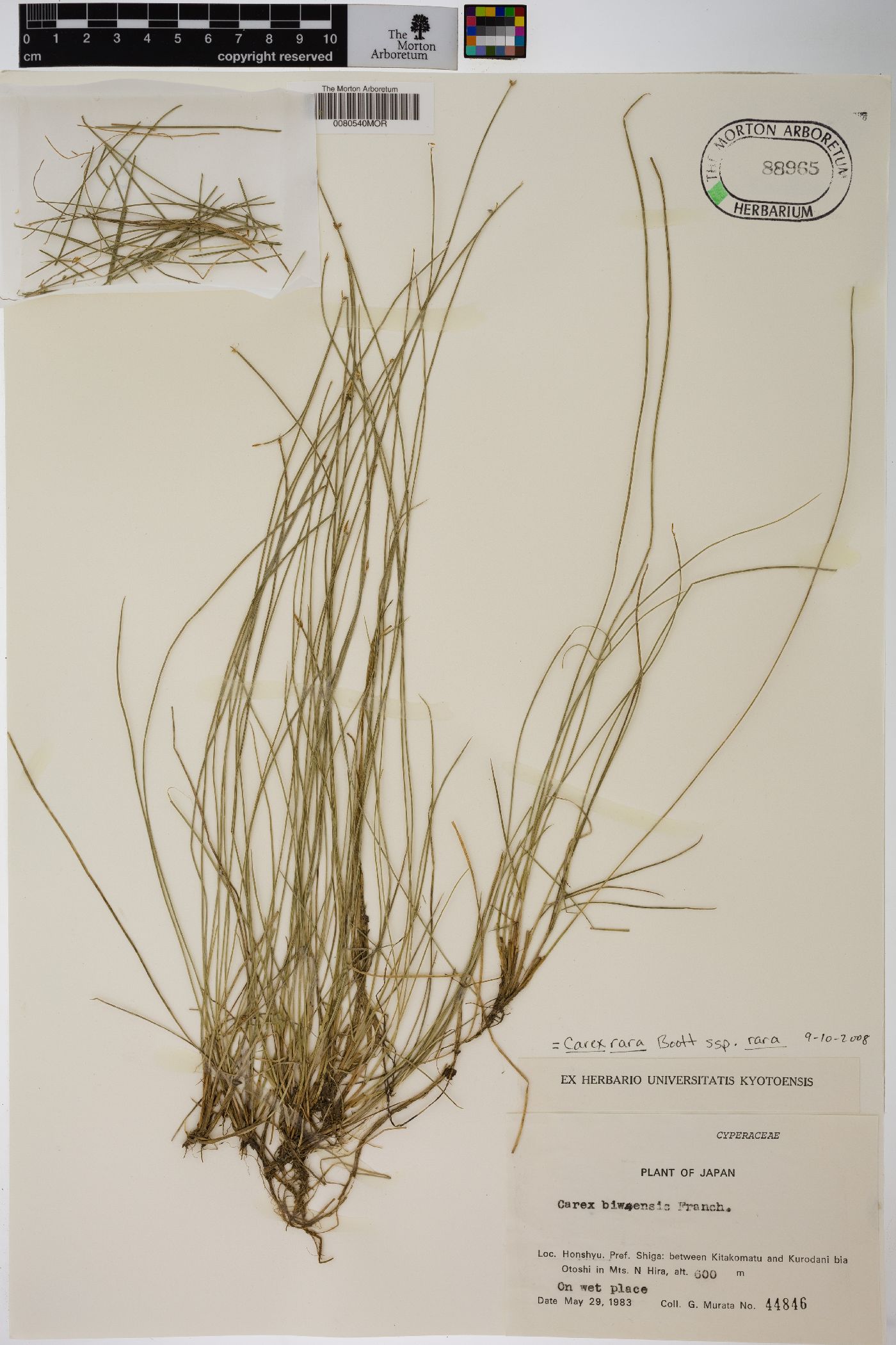 Carex rara subsp. rara image