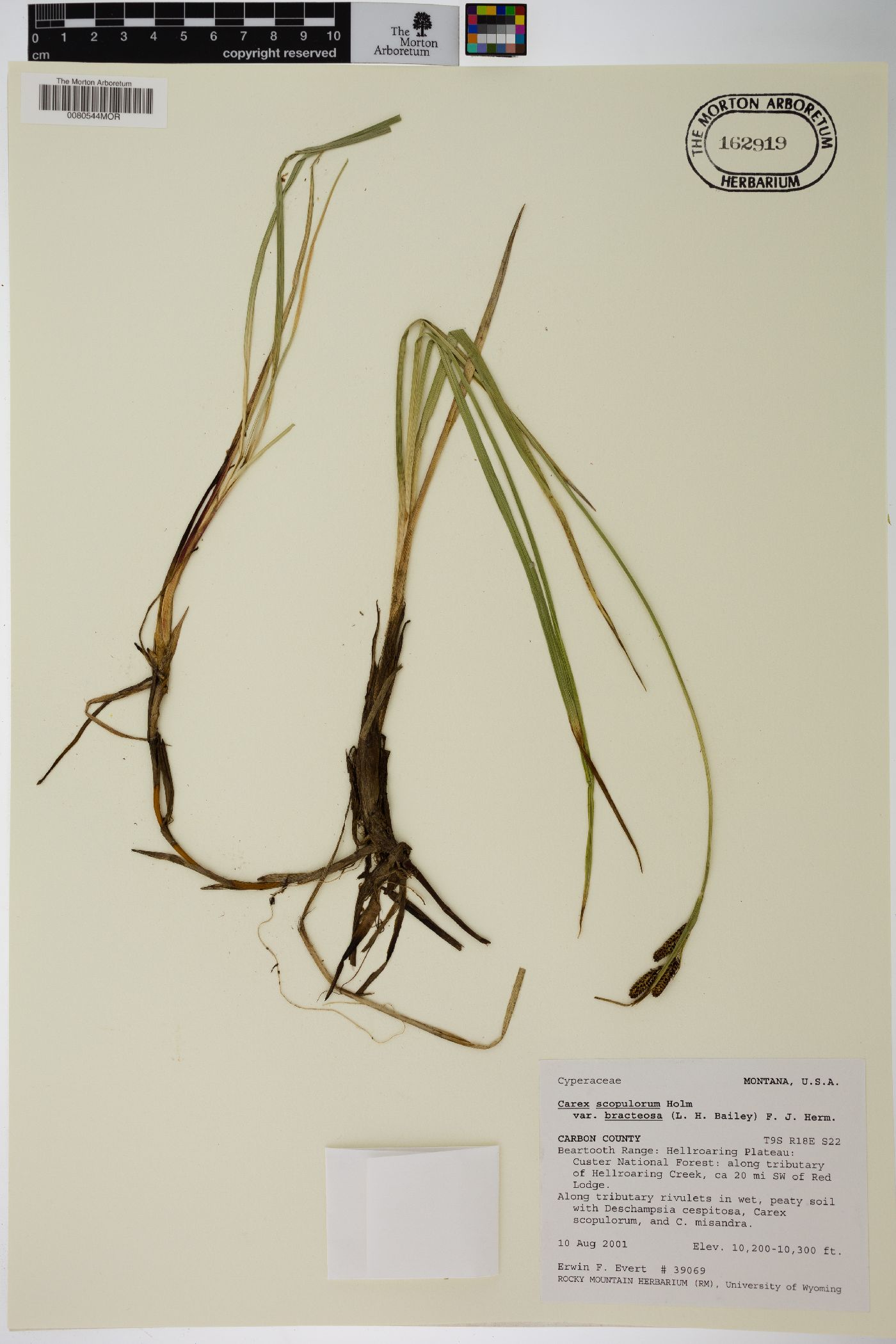 Carex scopulorum var. bracteosa image