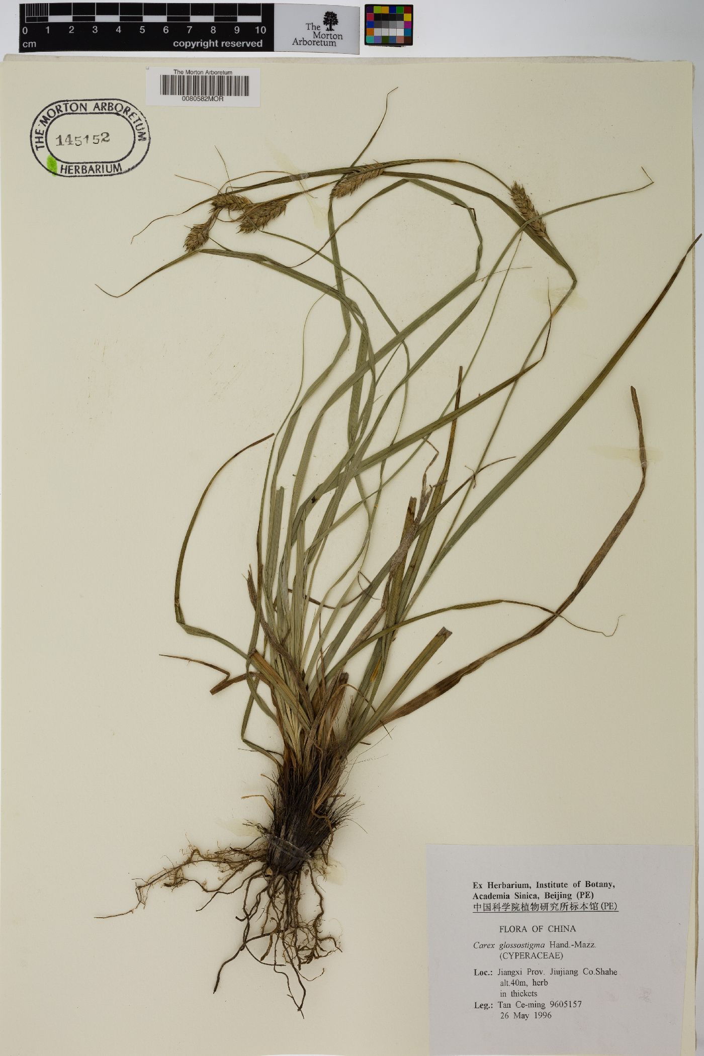 Carex glossostigma image