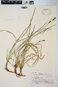 Carex prionophylla image