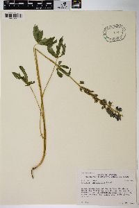 Lupinus polyphyllus image