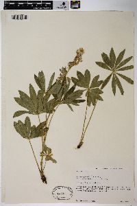 Lupinus polyphyllus image