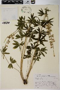 Lupinus caudatus image