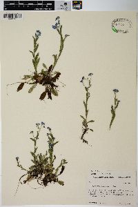 Myosotis sylvatica image