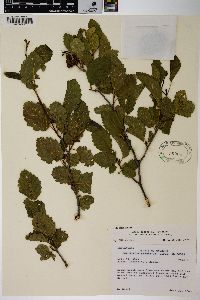 Alnus incana subsp. tenuifolia image