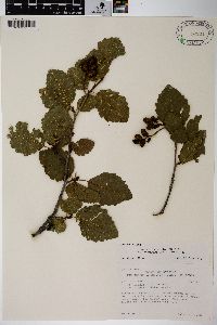 Alnus incana subsp. tenuifolia image