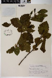 Alnus incana subsp. tenuifolia image