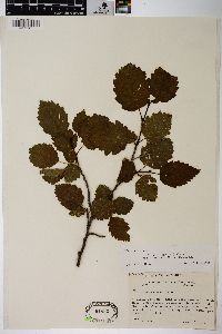 Alnus incana subsp. tenuifolia image