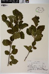 Alnus incana subsp. tenuifolia image