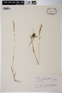 Agrostis exarata image