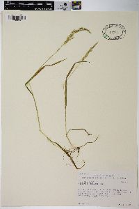 Agrostis exarata image