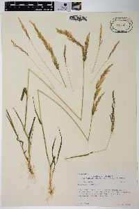 Agrostis exarata image