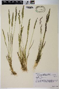 Agrostis exarata image