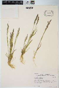 Agrostis exarata image