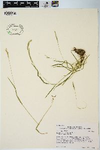 Agrostis exarata image