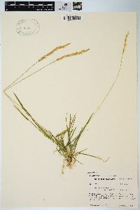 Agrostis exarata image