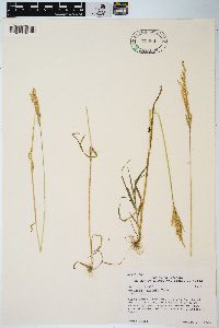 Agrostis exarata image