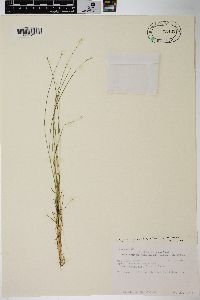 Carex texensis image