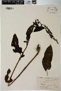 Rumex nepalensis image