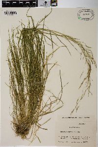 Agrostis idahoensis image