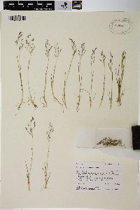 Agrostis idahoensis image