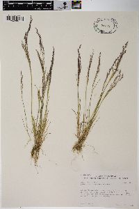 Agrostis idahoensis image