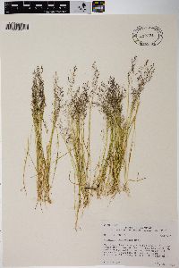 Agrostis idahoensis image