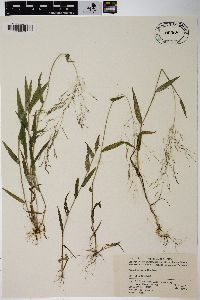 Agrostis micrantha image