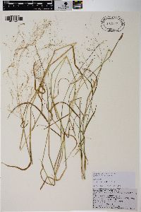 Agrostis micrantha image