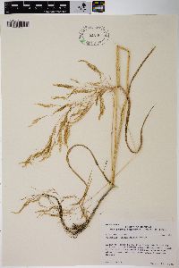 Agrostis oregonensis image