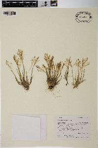 Agrostis rossiae image