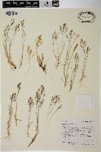 Agrostis rossiae image