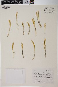 Agrostis rossiae image