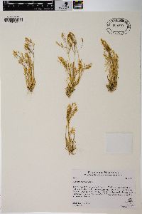 Agrostis rossiae image