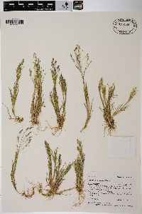 Agrostis rossiae image