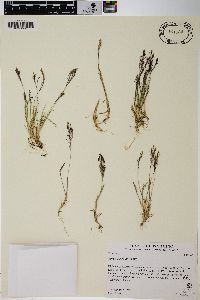 Agrostis rossiae image