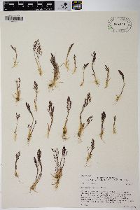 Agrostis rossiae image