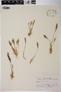 Agrostis rossiae image