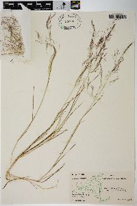 Agrostis capillaris image