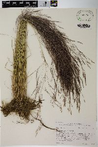 Agrostis capillaris image