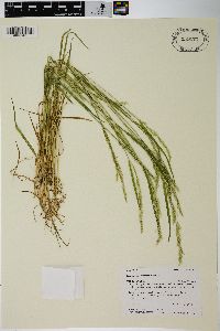 Agrostis exarata image