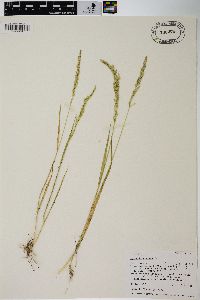 Agrostis exarata image