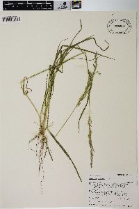 Agrostis exarata image