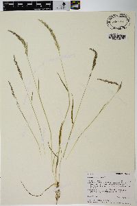 Agrostis exarata image