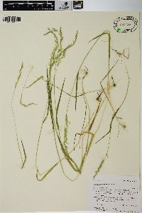 Agrostis exarata image