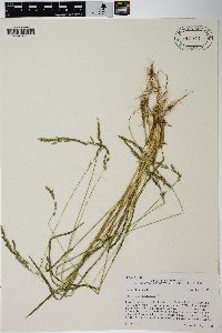 Agrostis exarata image