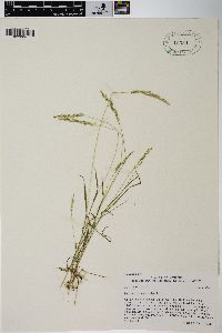 Agrostis exarata image