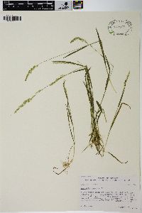 Agrostis exarata image